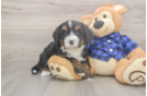 Meet Demi - our Mini Bernedoodle Puppy Photo  1/3 - Lone Star Pups Friendly Mini Bernedoodle Baby