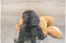 Meet Demi - our Mini Bernedoodle Puppy Photo  3/3 - Lone Star Pups Best Mini Bernedoodle Baby