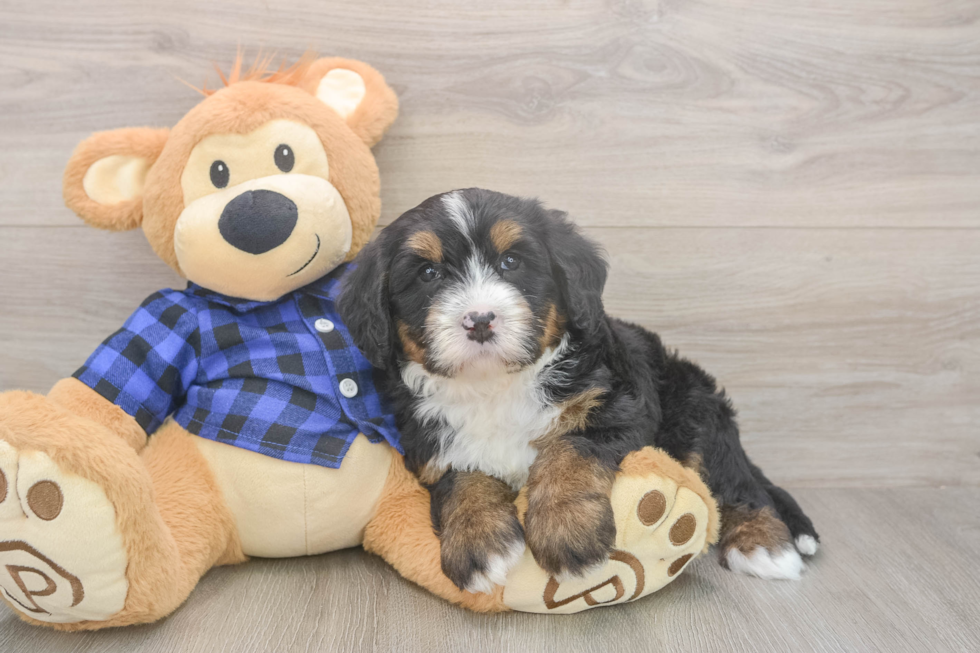 Meet Demi - our Mini Bernedoodle Puppy Photo  2/3 - Lone Star Pups Mini Bernedoodle Puppy for Adoption