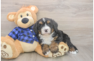 Meet Demi - our Mini Bernedoodle Puppy Photo  2/3 - Lone Star Pups Mini Bernedoodle Puppy for Adoption