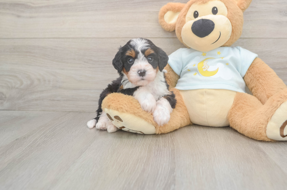 5 week old Mini Bernedoodle Puppy For Sale - Lone Star Pups