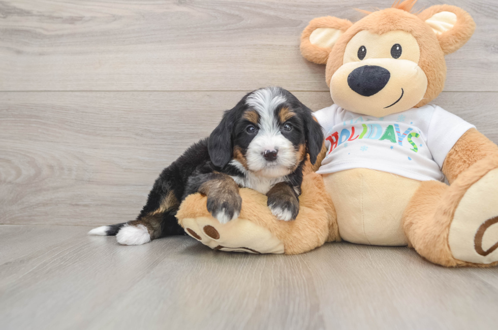 5 week old Mini Bernedoodle Puppy For Sale - Lone Star Pups