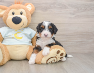 7 week old Mini Bernedoodle Puppy For Sale - Lone Star Pups