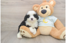 Cute Mini Bernedoodle Baby