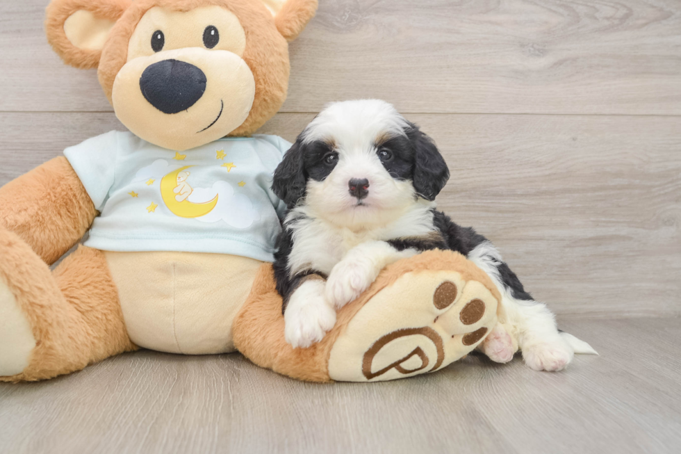 Mini Bernedoodle Puppy for Adoption