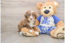 Mini Bernedoodle Puppy for Adoption