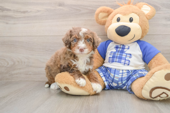 Best Mini Bernedoodle Baby