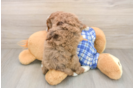 Mini Bernedoodle Pup Being Cute