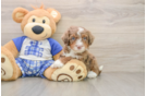 Sweet Mini Bernedoodle Baby