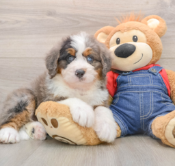 5 week old Mini Bernedoodle Puppy For Sale - Lone Star Pups