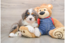 Popular Mini Bernedoodle Poodle Mix Pup
