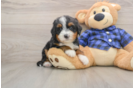 Smart Mini Bernedoodle Poodle Mix Pup