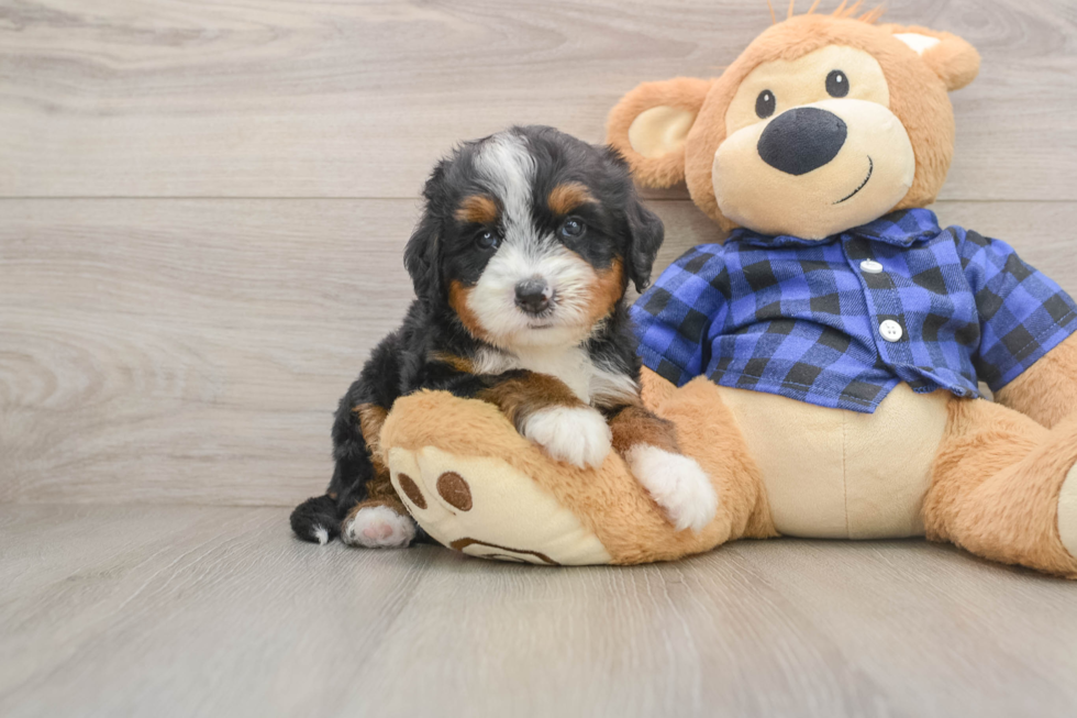 Smart Mini Bernedoodle Poodle Mix Pup