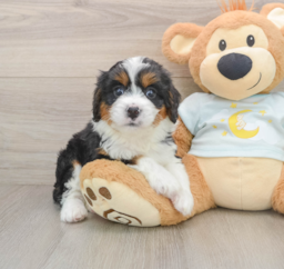 8 week old Mini Bernedoodle Puppy For Sale - Lone Star Pups