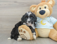 8 week old Mini Bernedoodle Puppy For Sale - Lone Star Pups