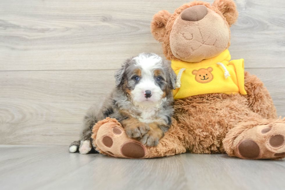 Mini Bernedoodle Puppy for Adoption