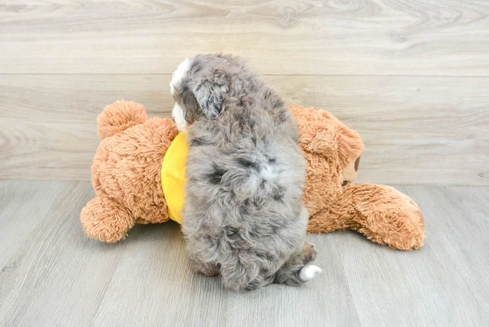 Little Bernadoodle Poodle Mix Puppy