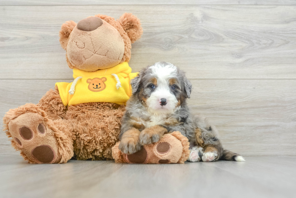 Mini Bernedoodle Pup Being Cute