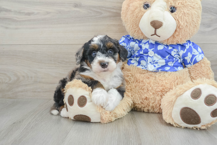 Petite Mini Bernedoodle Poodle Mix Pup