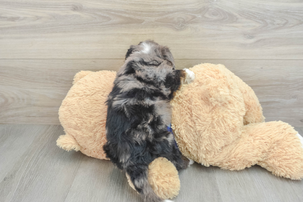 Energetic Mini Bernepoo Poodle Mix Puppy