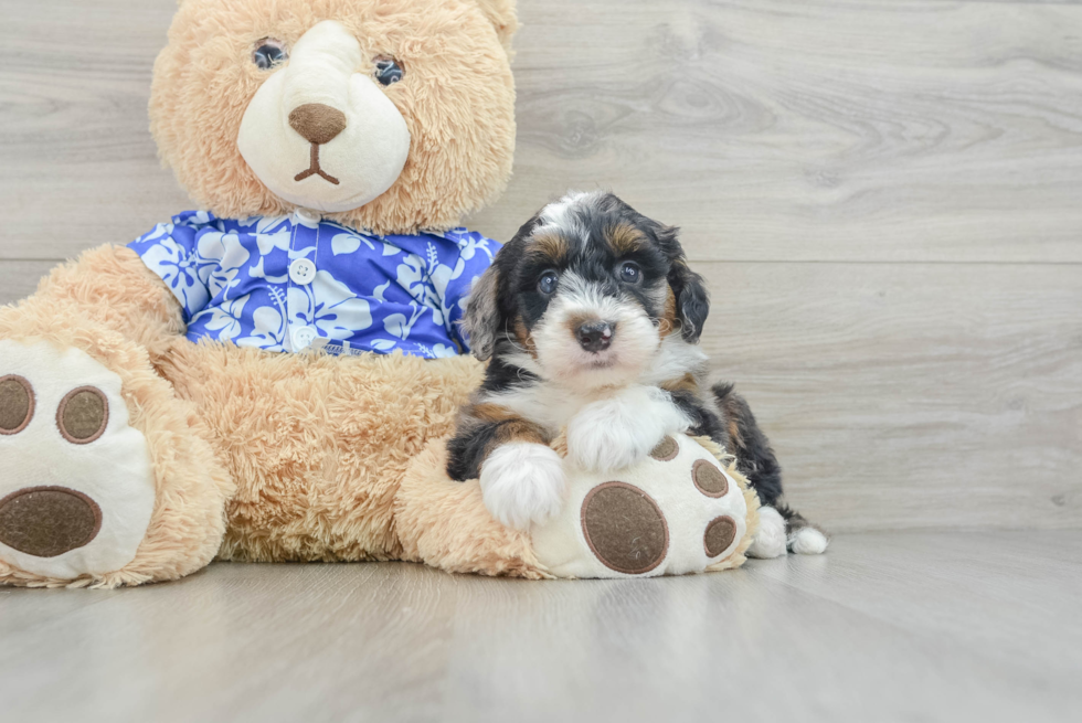 Best Mini Bernedoodle Baby