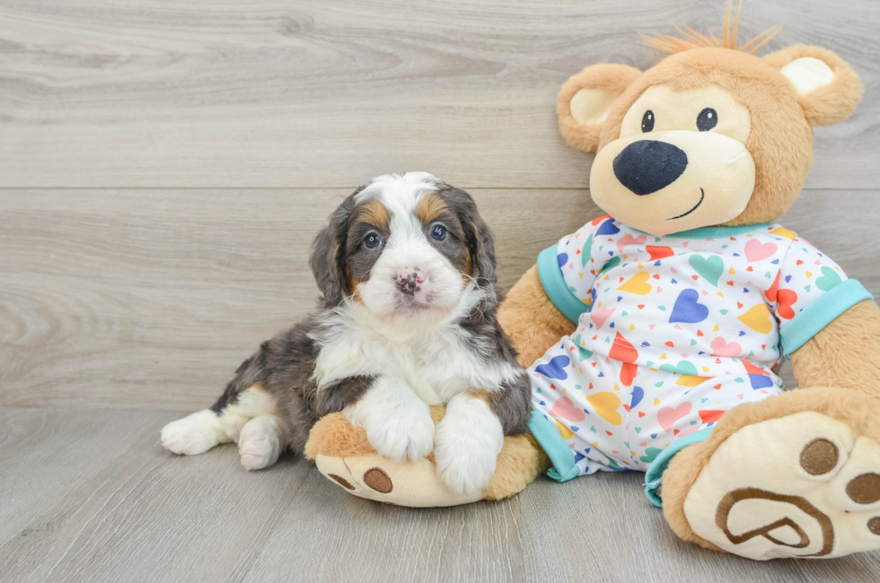 6 week old Mini Bernedoodle Puppy For Sale - Lone Star Pups