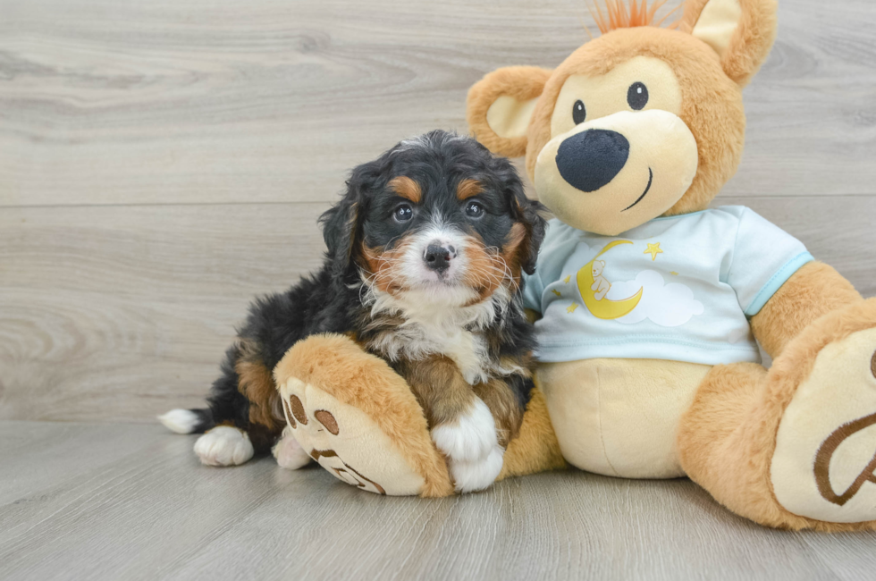 6 week old Mini Bernedoodle Puppy For Sale - Lone Star Pups