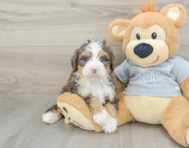 7 week old Mini Bernedoodle Puppy For Sale - Lone Star Pups