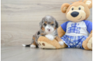 Cute Mini Bernedoodle Baby