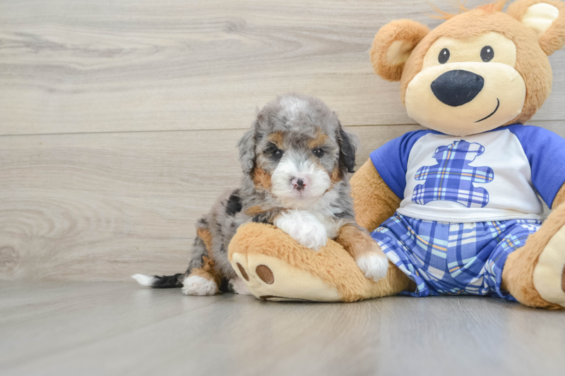 Meet Denali - our Mini Bernedoodle Puppy Photo 1/3 - Lone Star Pups