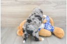 Smart Mini Bernedoodle Poodle Mix Pup