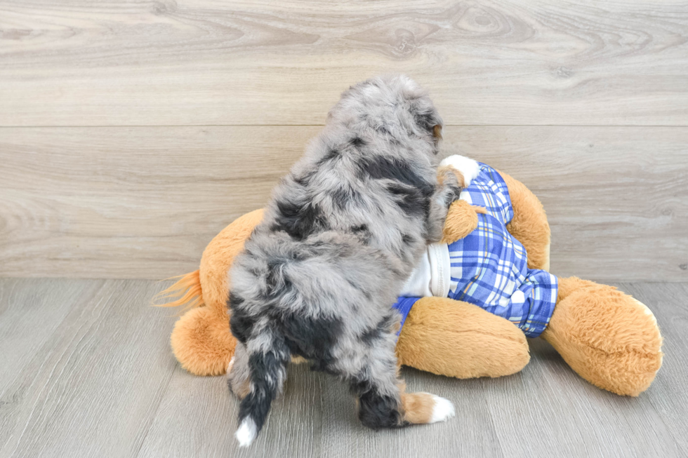 Smart Mini Bernedoodle Poodle Mix Pup