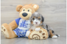 Fluffy Mini Bernedoodle Poodle Mix Pup