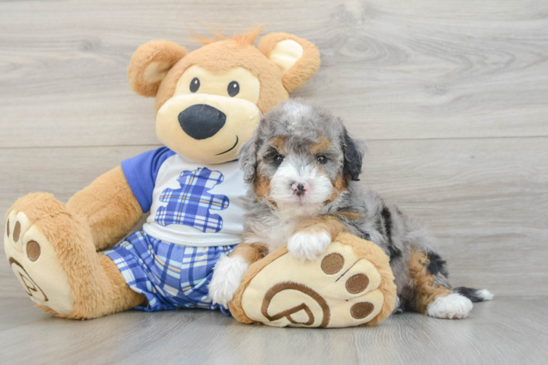 Meet Denali - our Mini Bernedoodle Puppy Photo 3/3 - Lone Star Pups