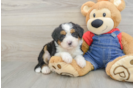 Best Mini Bernedoodle Baby