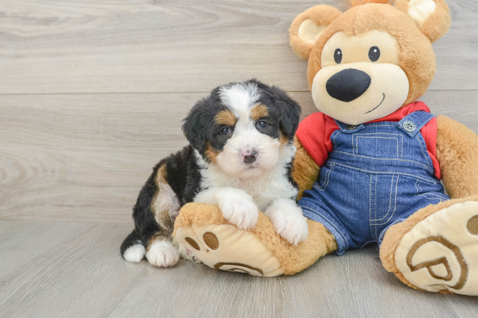 Best Mini Bernedoodle Baby