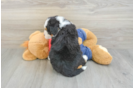 Best Mini Bernedoodle Baby