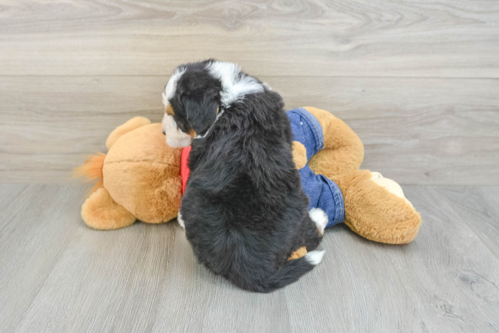 Best Mini Bernedoodle Baby