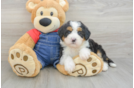 Mini Bernedoodle Pup Being Cute