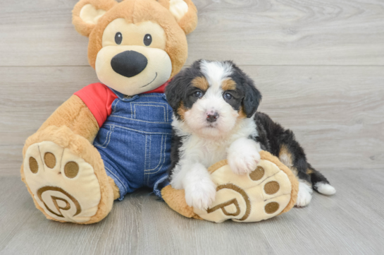 Mini Bernedoodle Pup Being Cute