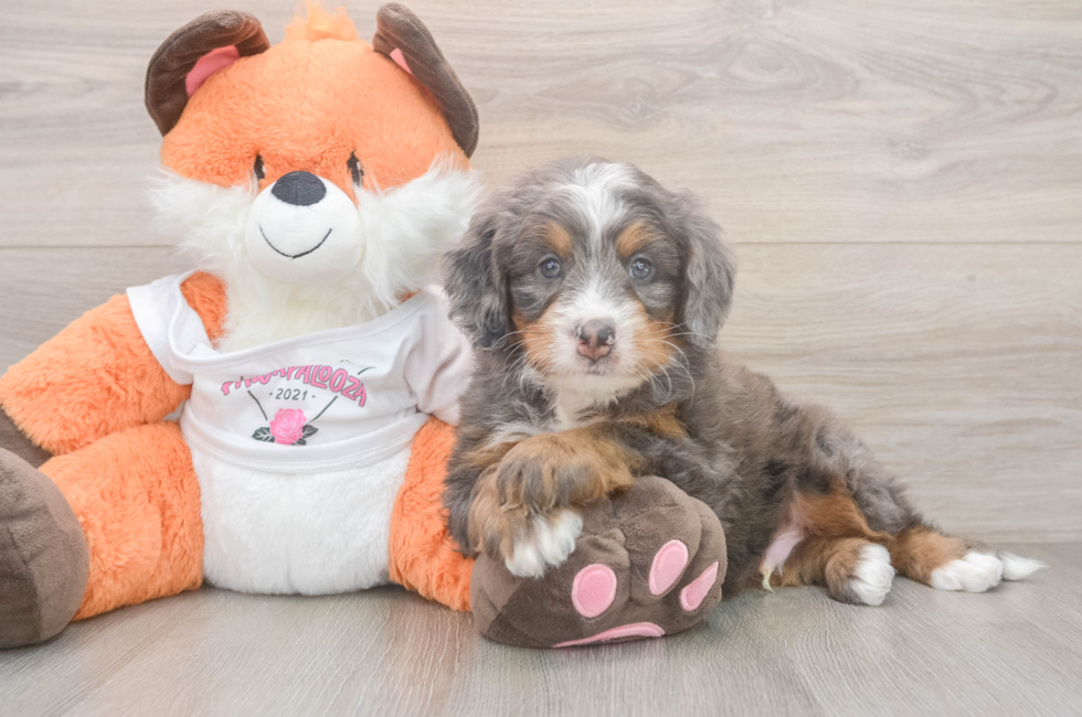 5 week old Mini Bernedoodle Puppy For Sale - Lone Star Pups