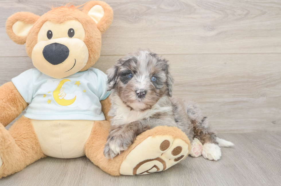 5 week old Mini Bernedoodle Puppy For Sale - Lone Star Pups