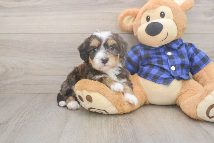 Mini Bernedoodle Puppy for Adoption