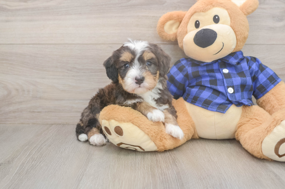 6 week old Mini Bernedoodle Puppy For Sale - Lone Star Pups
