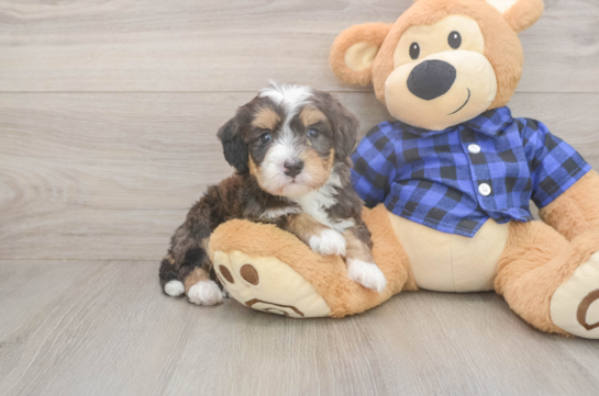 6 week old Mini Bernedoodle Puppy For Sale - Lone Star Pups Mini Bernedoodle Puppy for Adoption