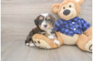 Meet Denali - our Mini Bernedoodle Puppy Photo  1/3 - Lone Star Pups Mini Bernedoodle Puppy for Adoption