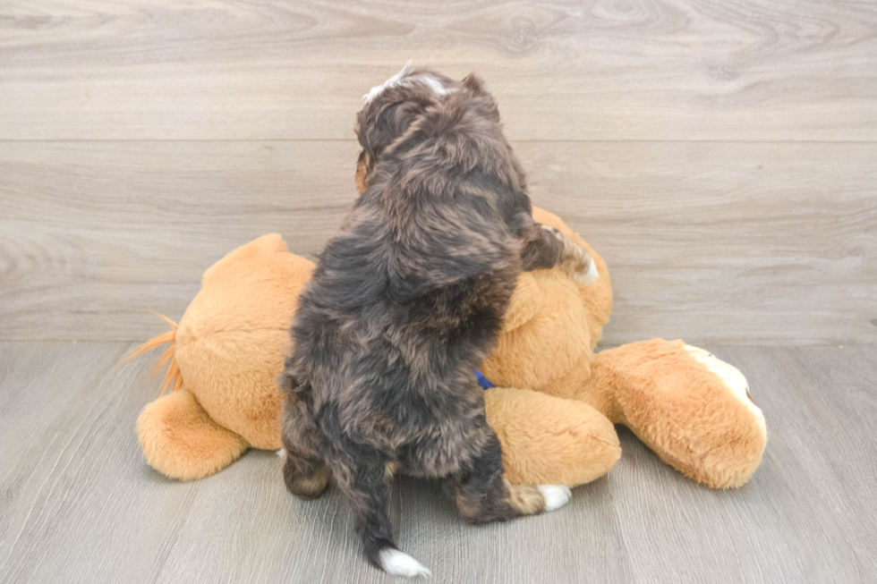 Meet Denali - our Mini Bernedoodle Puppy Photo  3/3 - Lone Star Pups Cute Mini Bernedoodle Baby
