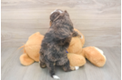 Meet Denali - our Mini Bernedoodle Puppy Photo  3/3 - Lone Star Pups Cute Mini Bernedoodle Baby