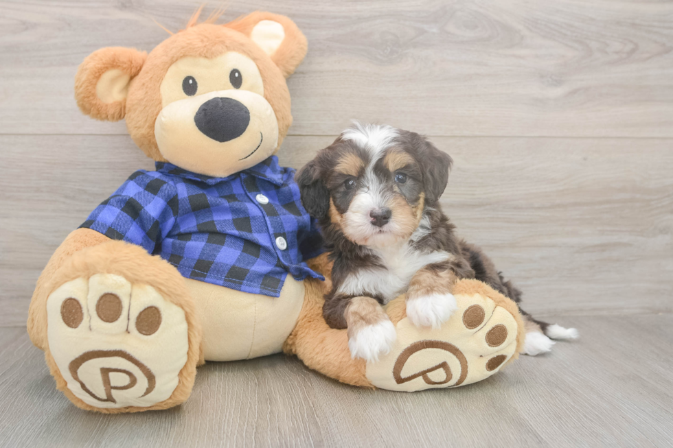 Meet Denali - our Mini Bernedoodle Puppy Photo  2/3 - Lone Star Pups Hypoallergenic Mini Bernesepoo Poodle Mix Puppy