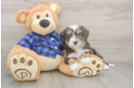 Meet Denali - our Mini Bernedoodle Puppy Photo  2/3 - Lone Star Pups Hypoallergenic Mini Bernesepoo Poodle Mix Puppy